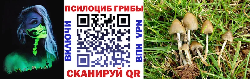 Галлюциногенные грибы Psilocybe Нелидово